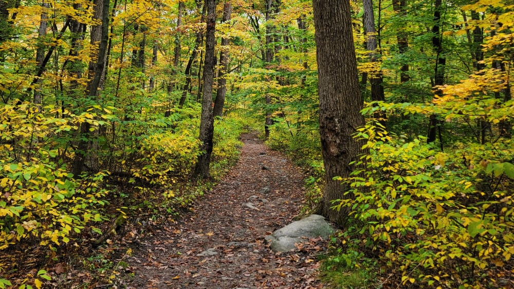 A dirt trail in early fall flanked by trees with green and yellow leaves