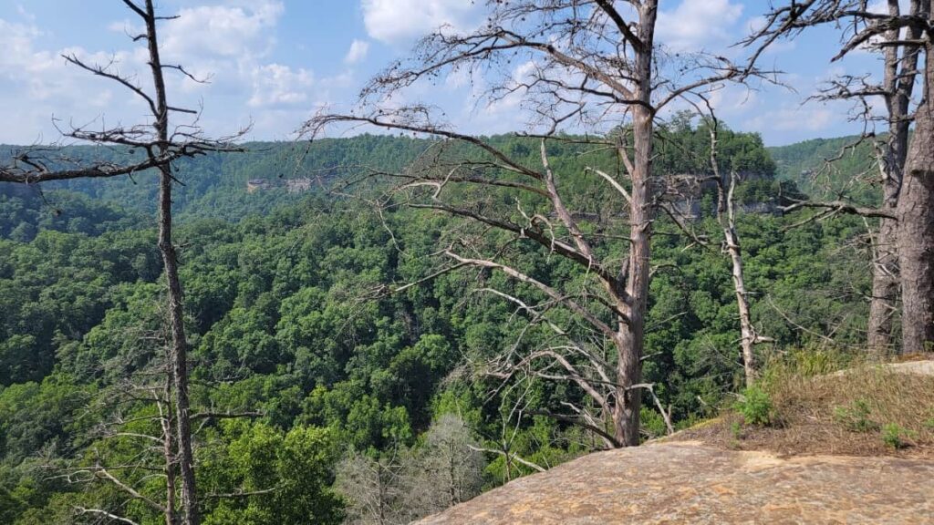 view looking out over Red River Gorge from the Sky Bridge Arch hike