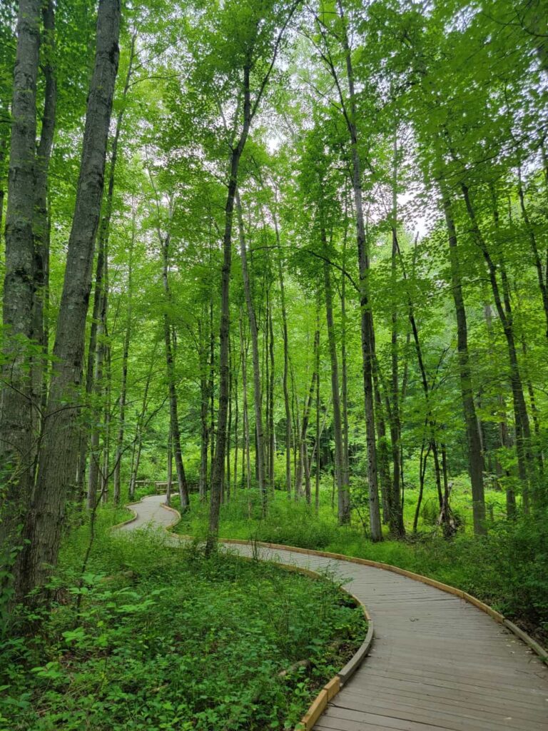 A boardwalk trail meanders through the woods at the Churchville Nature Center