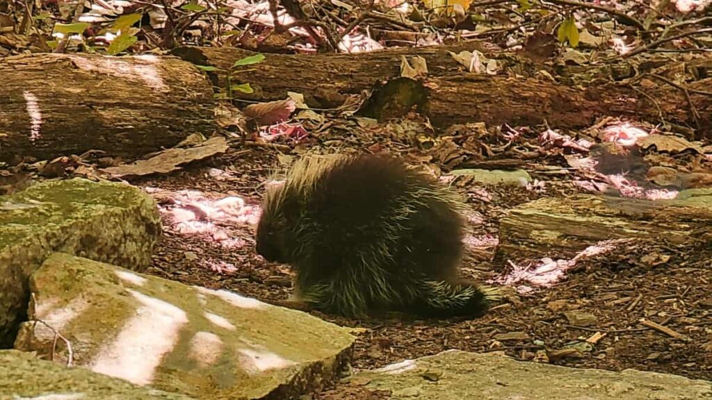 A small porcupine sits alongside a hiking trail