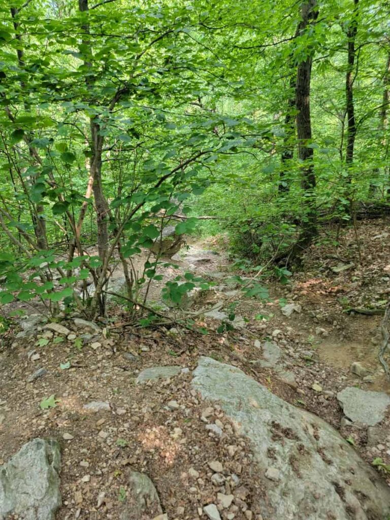 A view looking down a steep trail with rocks and trees