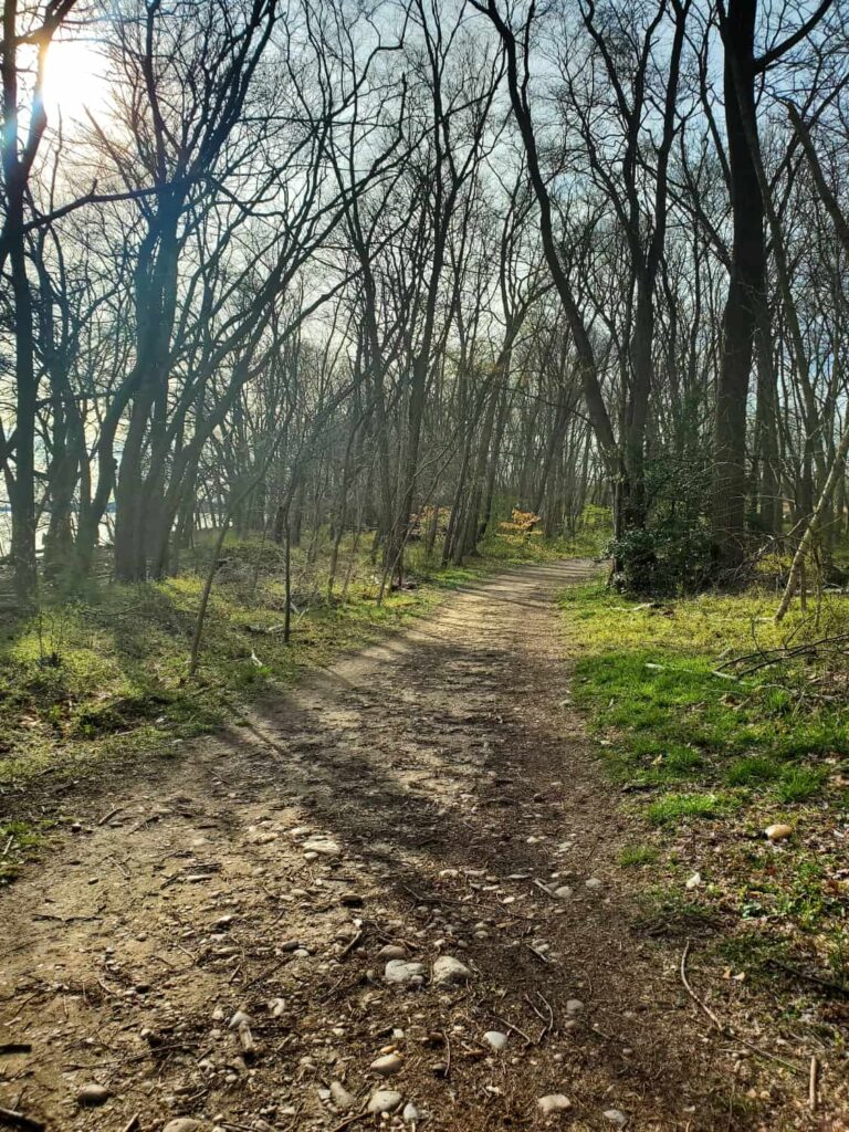 a sandy dirt trail passes through trees at the Neshaminy State Park