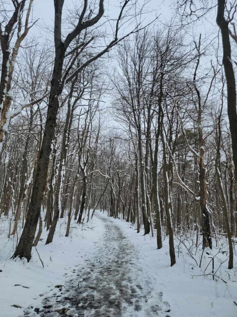A hiking trail through the winter forest with light snow on the ground at Bake Oven Knob