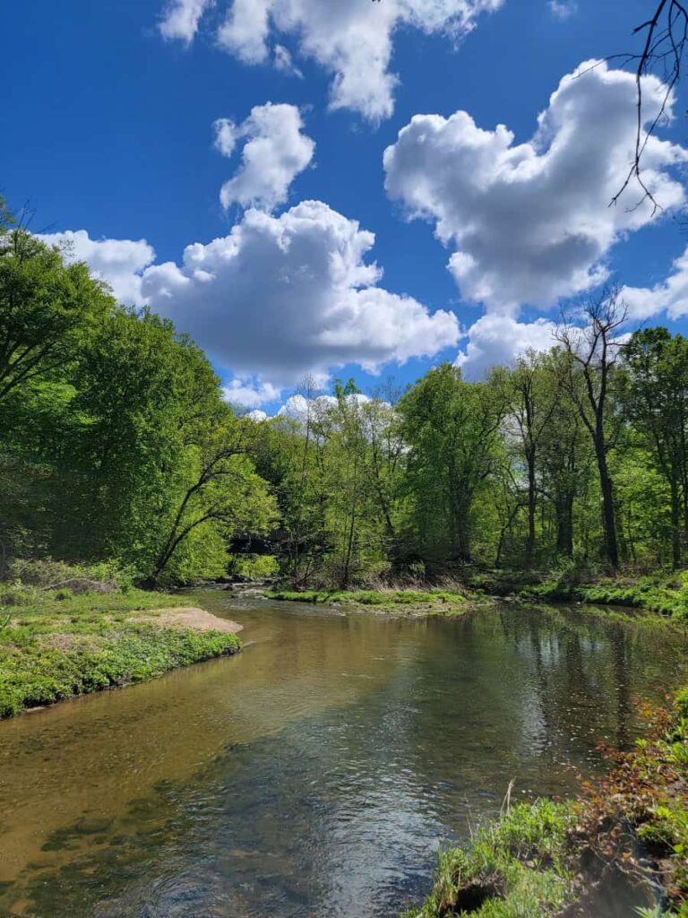 View of Pennypack Creek in the late summer, with many green trees on either side of the creek