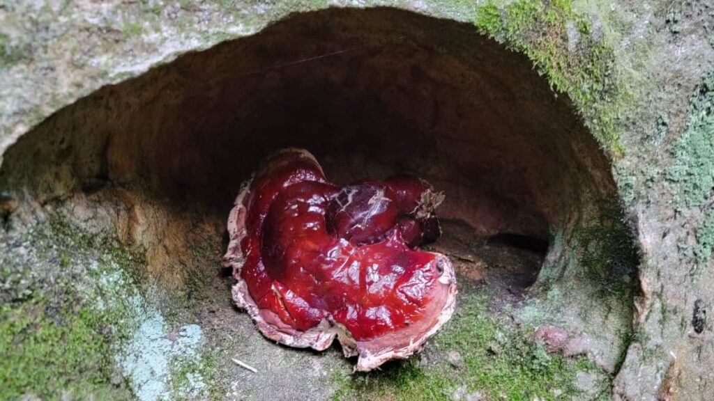 a large red mushroom sits in a hole in a rock at Beartown State Park