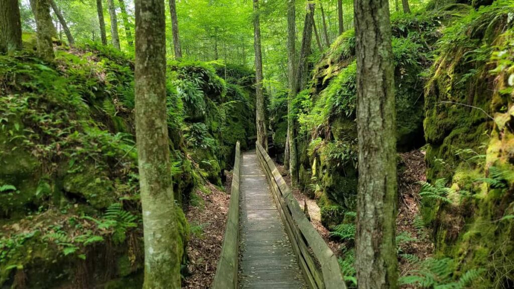A boardwalk trails passes by trees and rocks in a green forest