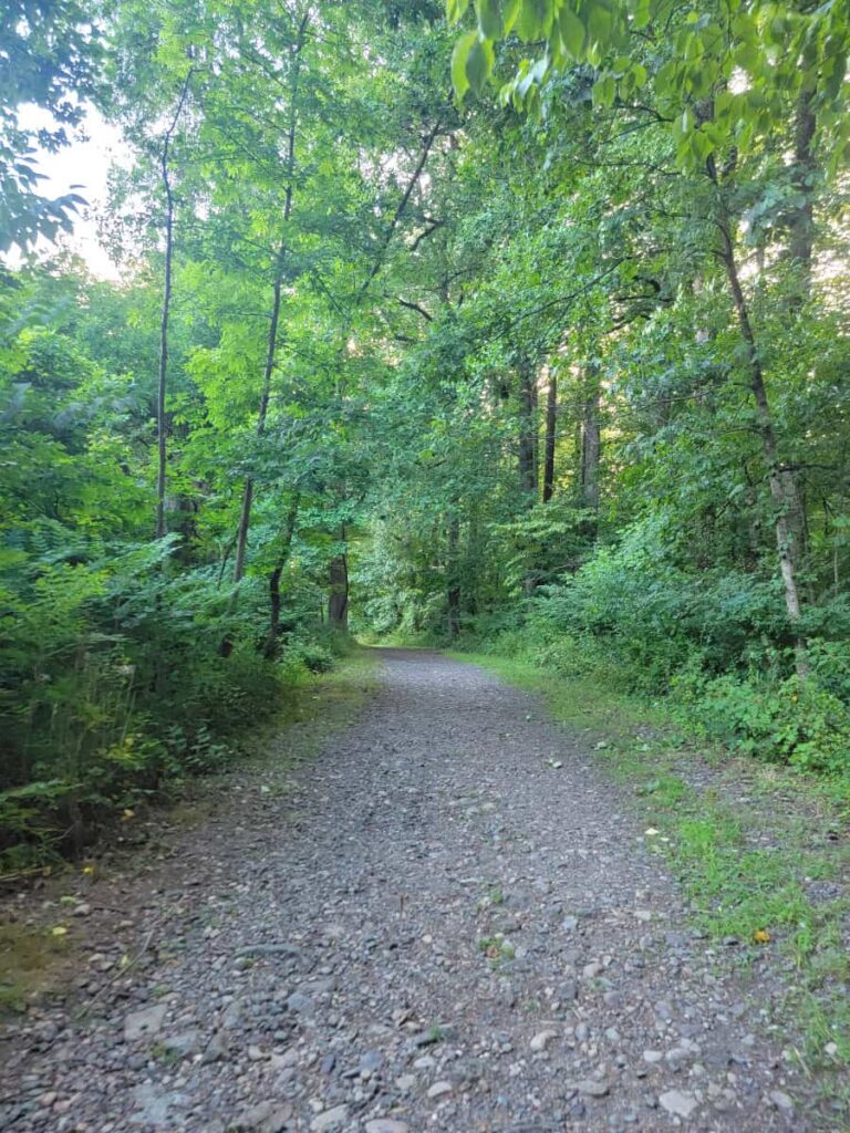 view of gravel path with trees surrounding