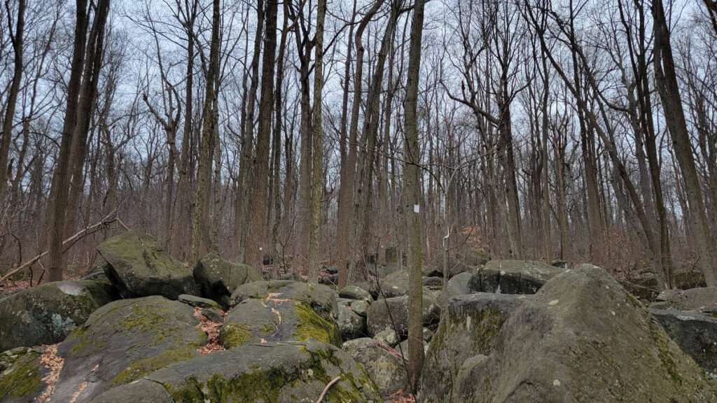 view of large boulders in the forest during the winter