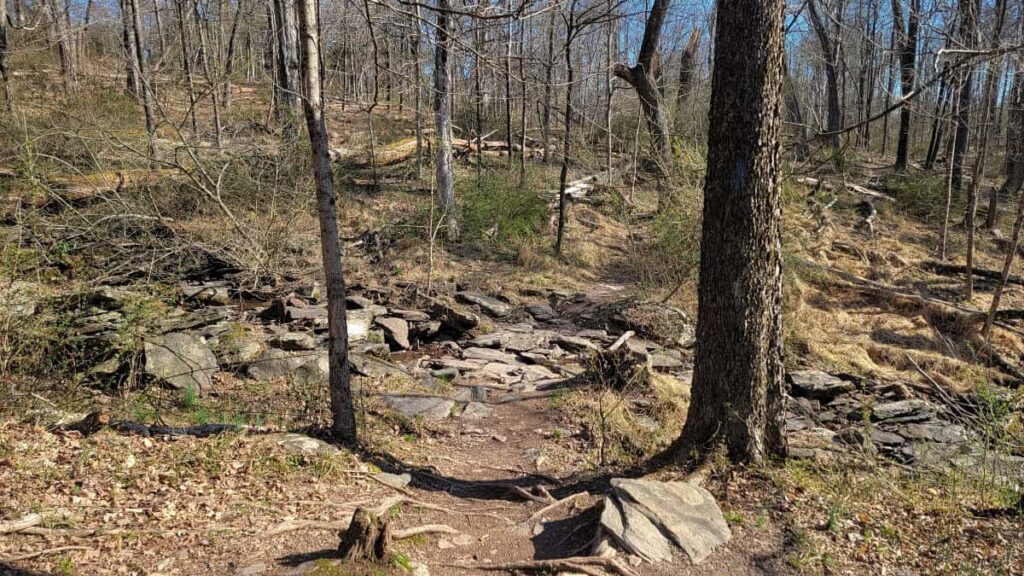 Rocks create a bridge over a small run of water in the forest