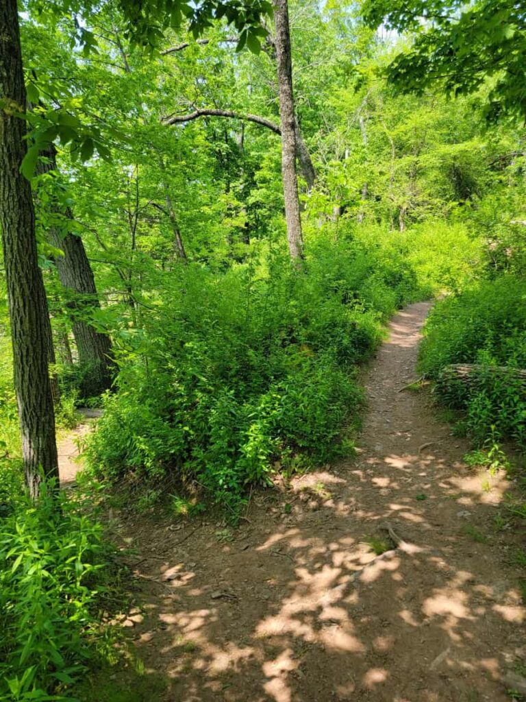 A desire path breaks away from main hiking trail in Ralph Stover State Park