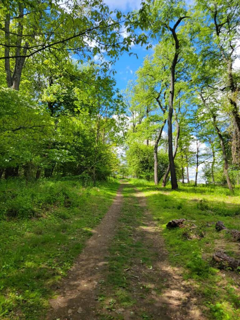 a worn down dirt path makes its way through the trees at PERT