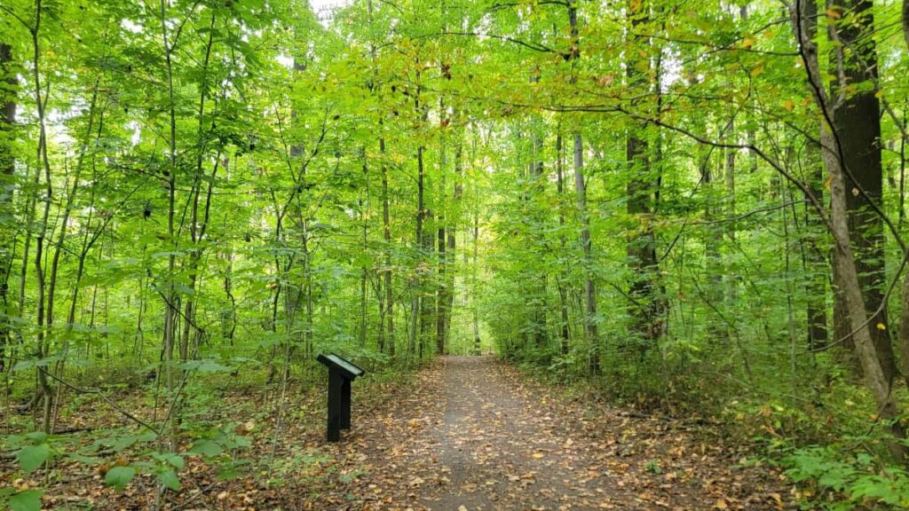 A flat, wide dirt trail meanders through the woods at Monocacy Hill