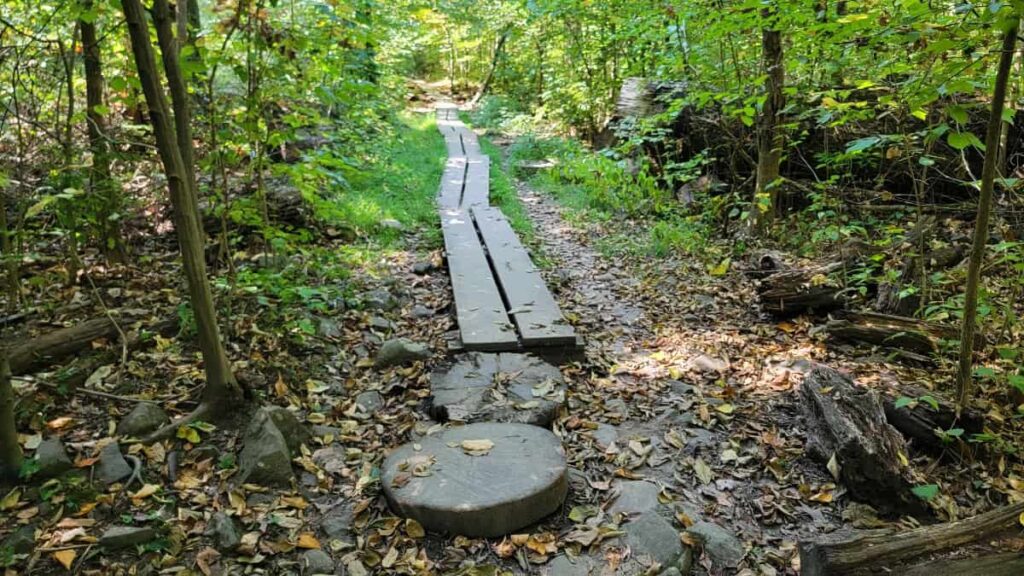 wooden boards line a trail through the forest