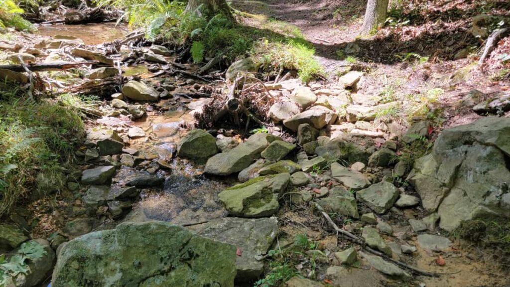 small rocks create sections of trail within a forest