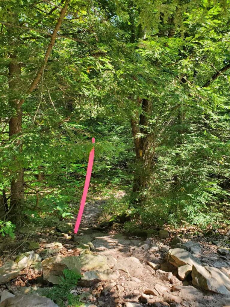 a pink ribbon hangs from a tree helping to indicate the trail

