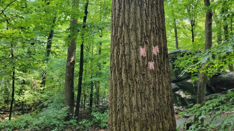 Three pink painted blazes in the shape of an upside down triangle are on a tree trunk