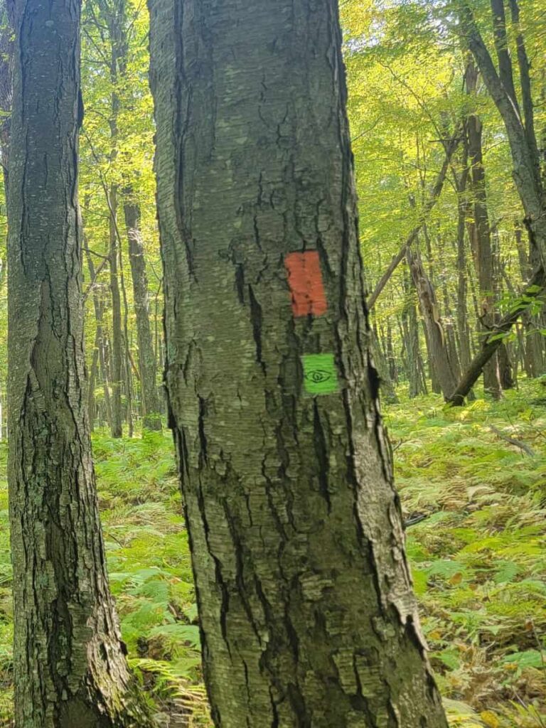 a red blaze and a green blaze are painted in a stacked formation on a tree