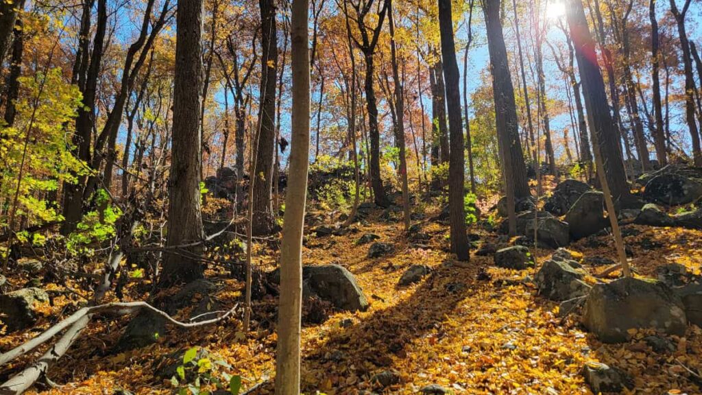 View of red trail in Mill Hill during the fall with leaves covering the ground