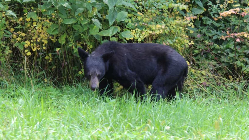 A black bear stands in the grass near bushes along Skyline Drive in Shenandoah National Park
