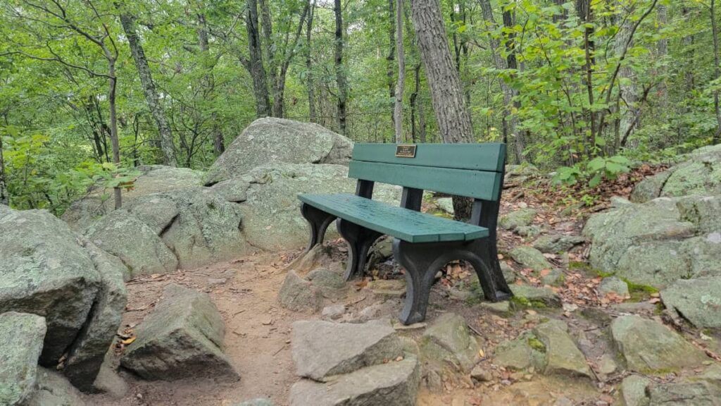 A green bench sits in the woods