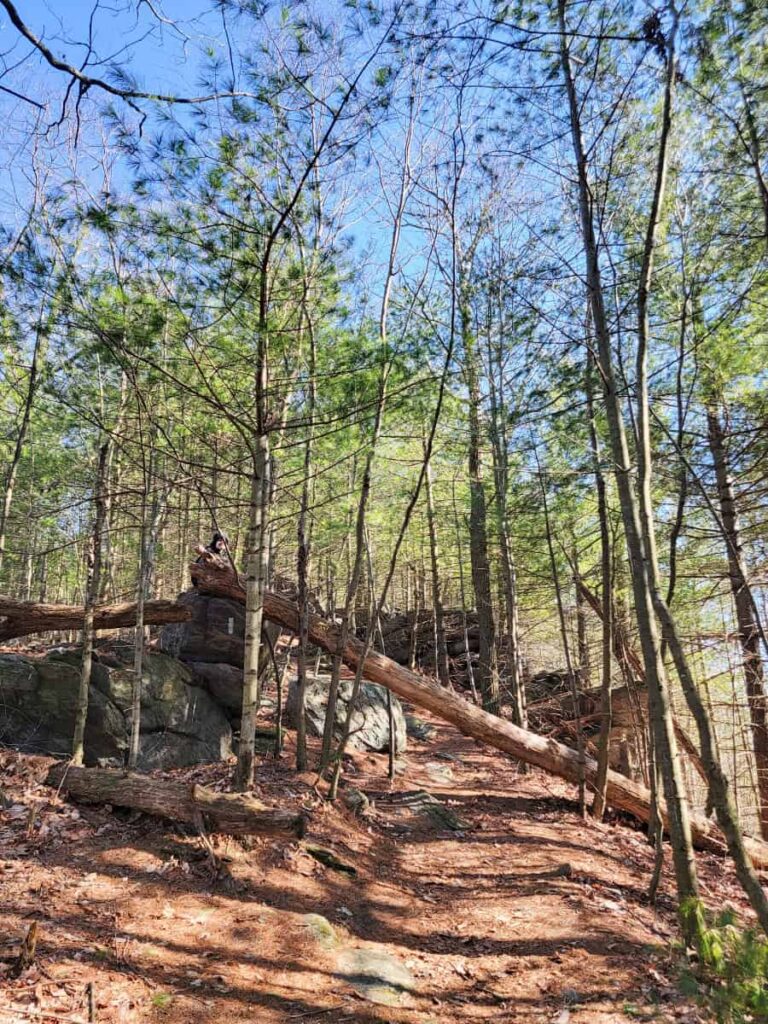 A broken tree crosses a hiking trail in Michaux State Forest