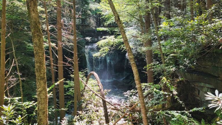 Looking through the tree at Elakala Falls