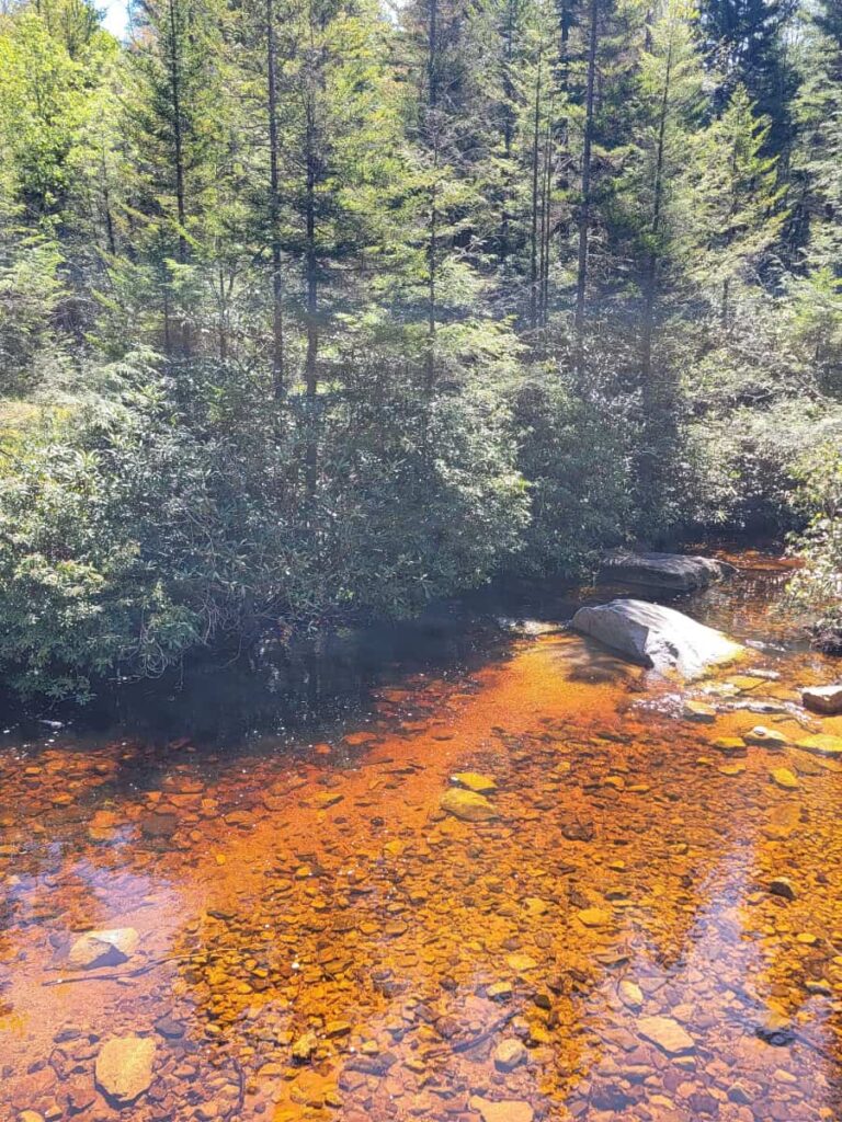 The amber color of Shays Run is from the numerous spruce and hemlock needles