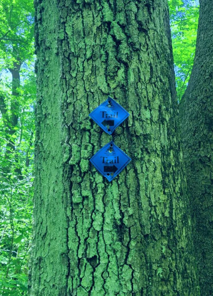 two blue markers on a tree, one indicating go left, the other indicating go right