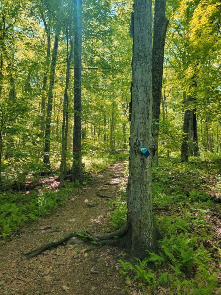 A tree marked with a blue trail marker and a tree with an orange marker in the distance
