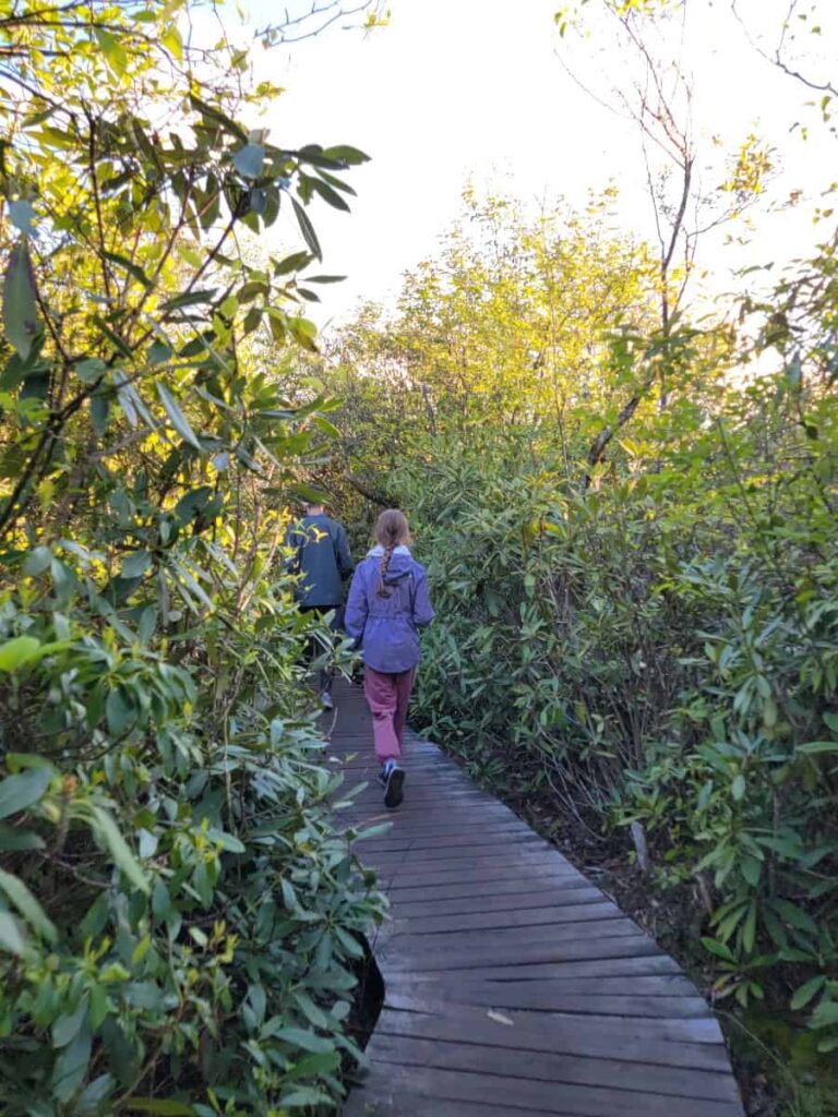 A young girl walks along a boardwalk trail through a path of rhododendrons