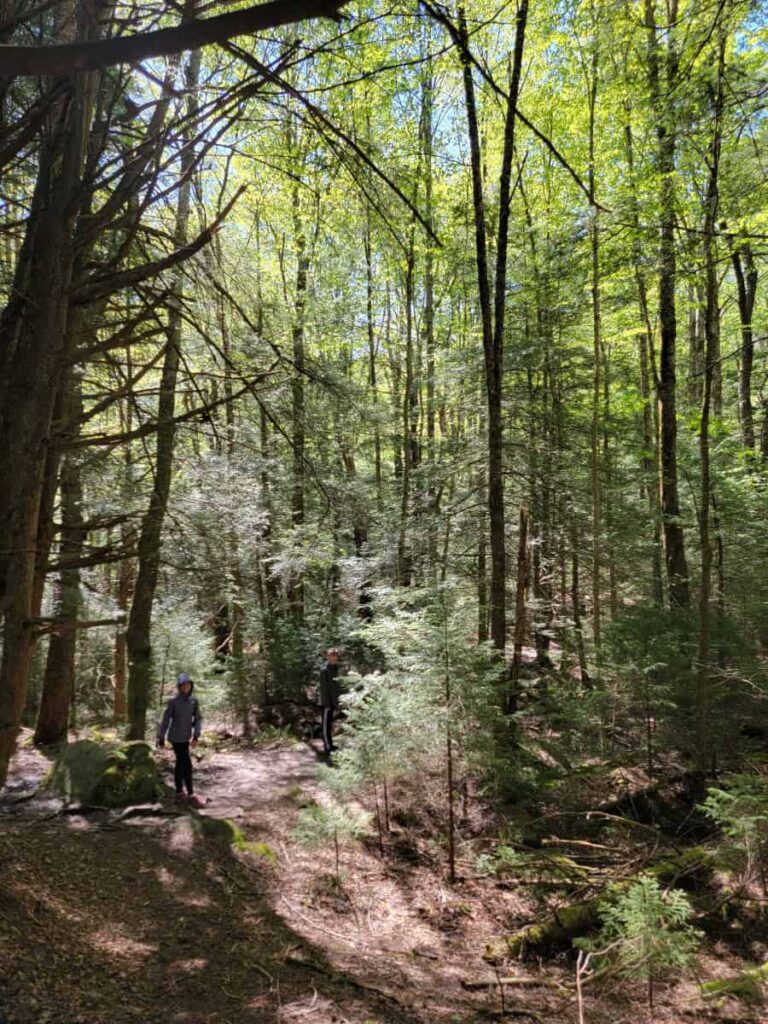 A young child walks along a trail through a forest of spruce trees