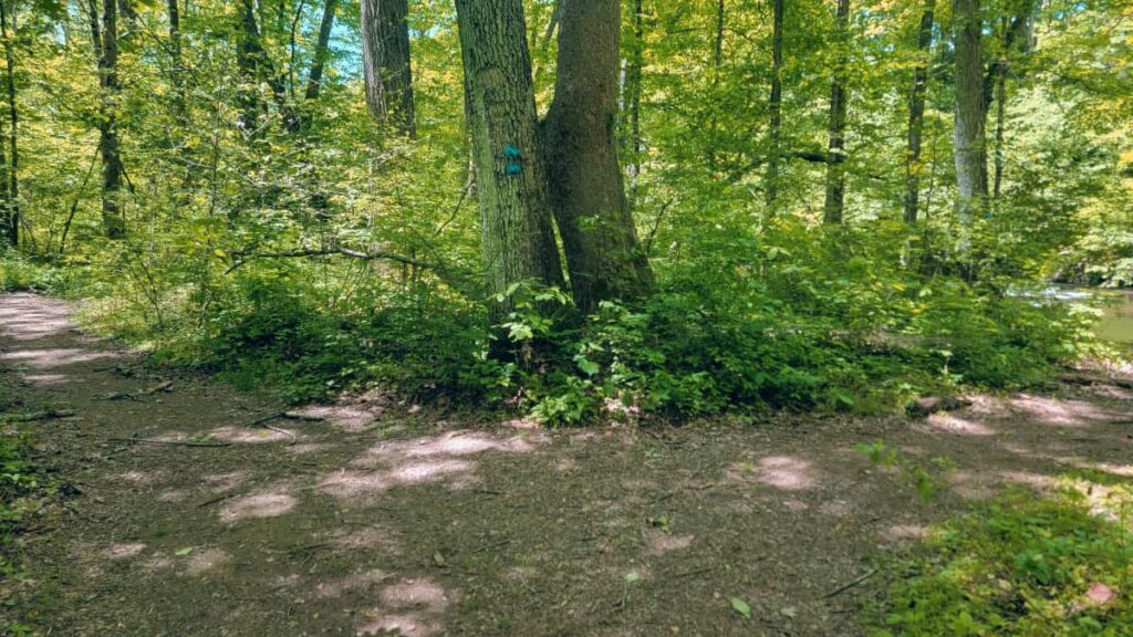 A trail splits in the woods