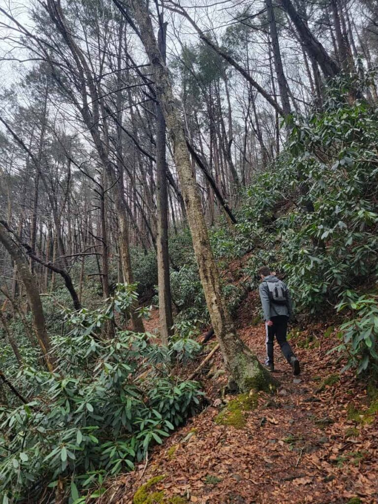 A young man walks along a trail with rhododendron plants on either side