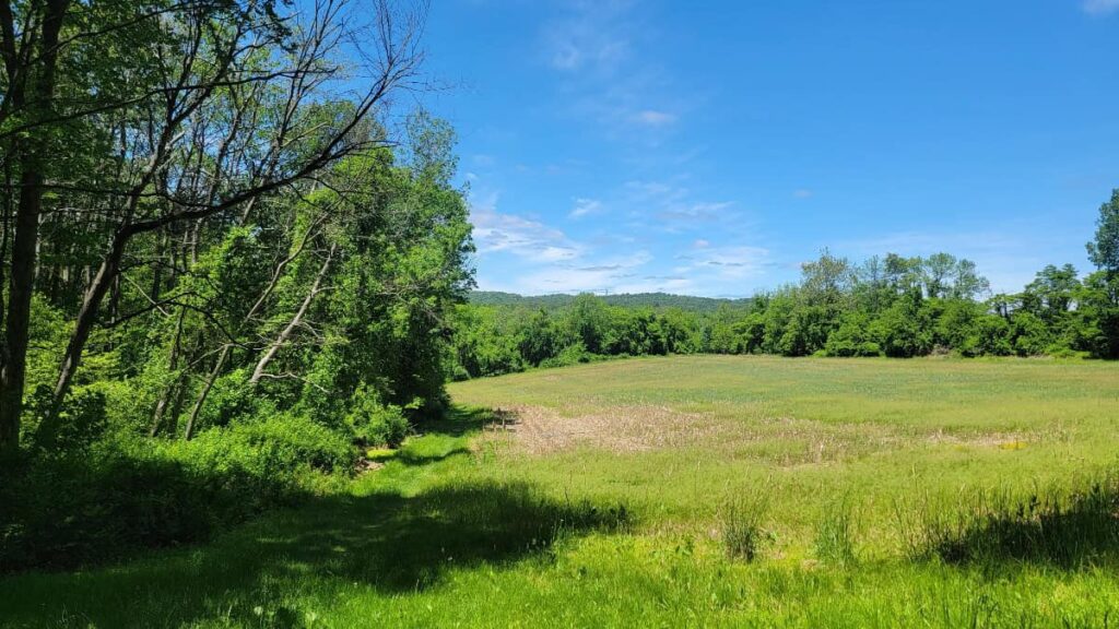 A large grassy field is surrounded by trees at Point Mountain