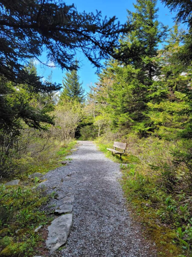 A wide flat gravel path cuts through the forest at Spruce Knob