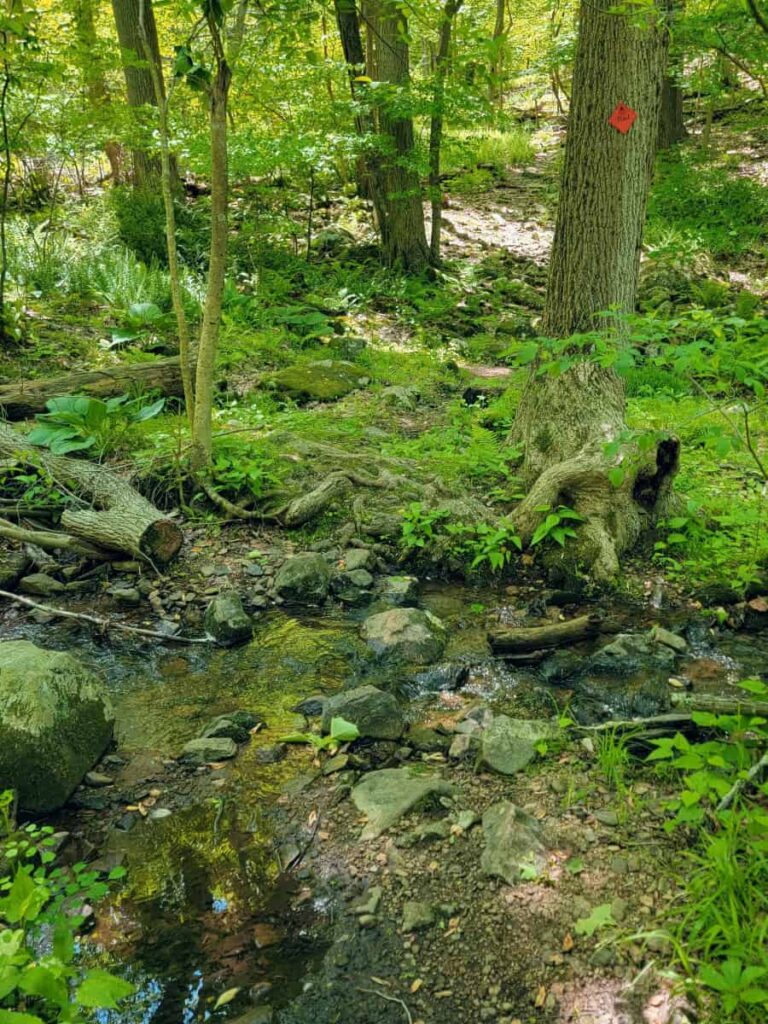water runs across a trail at Point Mountain