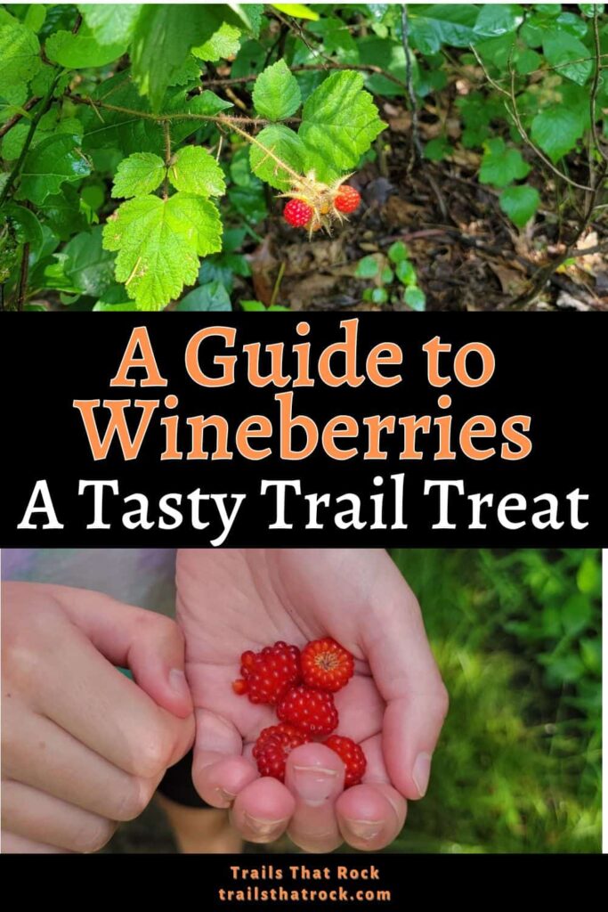 Can you eat wineberries? Yes! These berries can be sweet or tart but they are always a fun treat to find on a hike