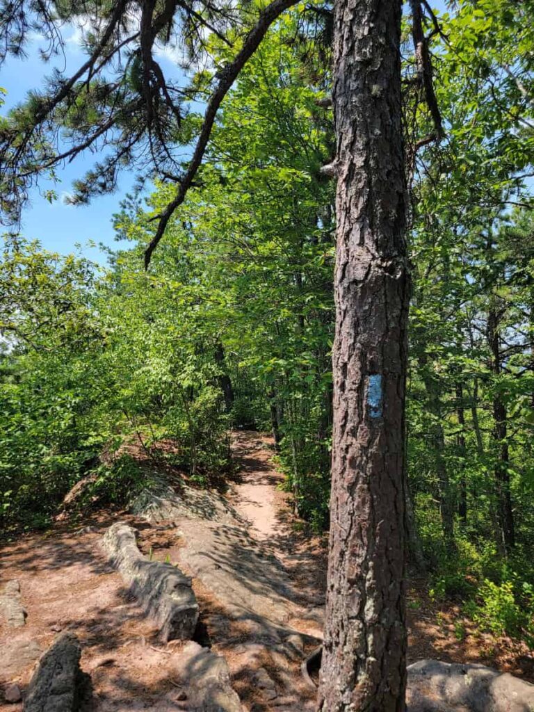 A blue painted blaze on a tree trunk marks the trail