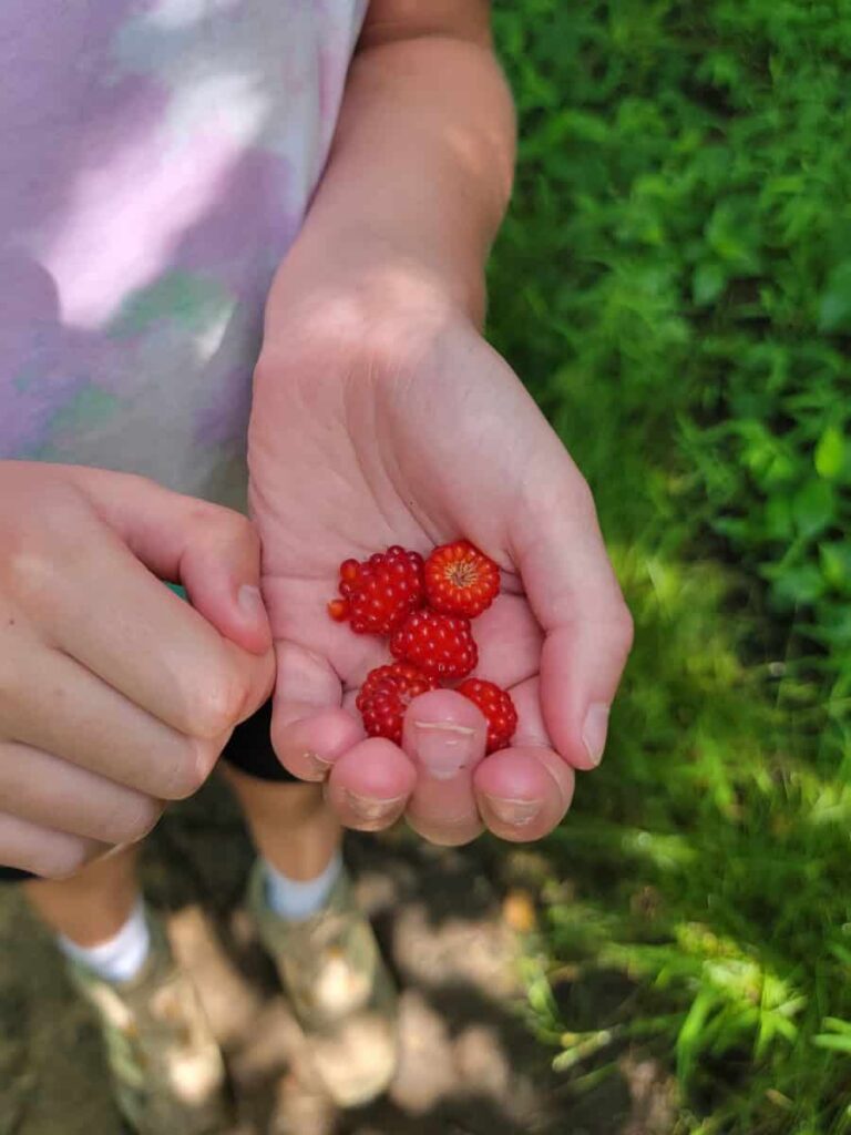 A young girl holds several wineberries in her hand