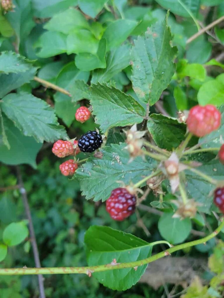 A view of a wild blackberry bush