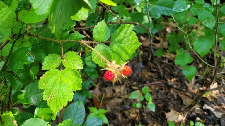Looking at a red wineberries on a wineberry vine