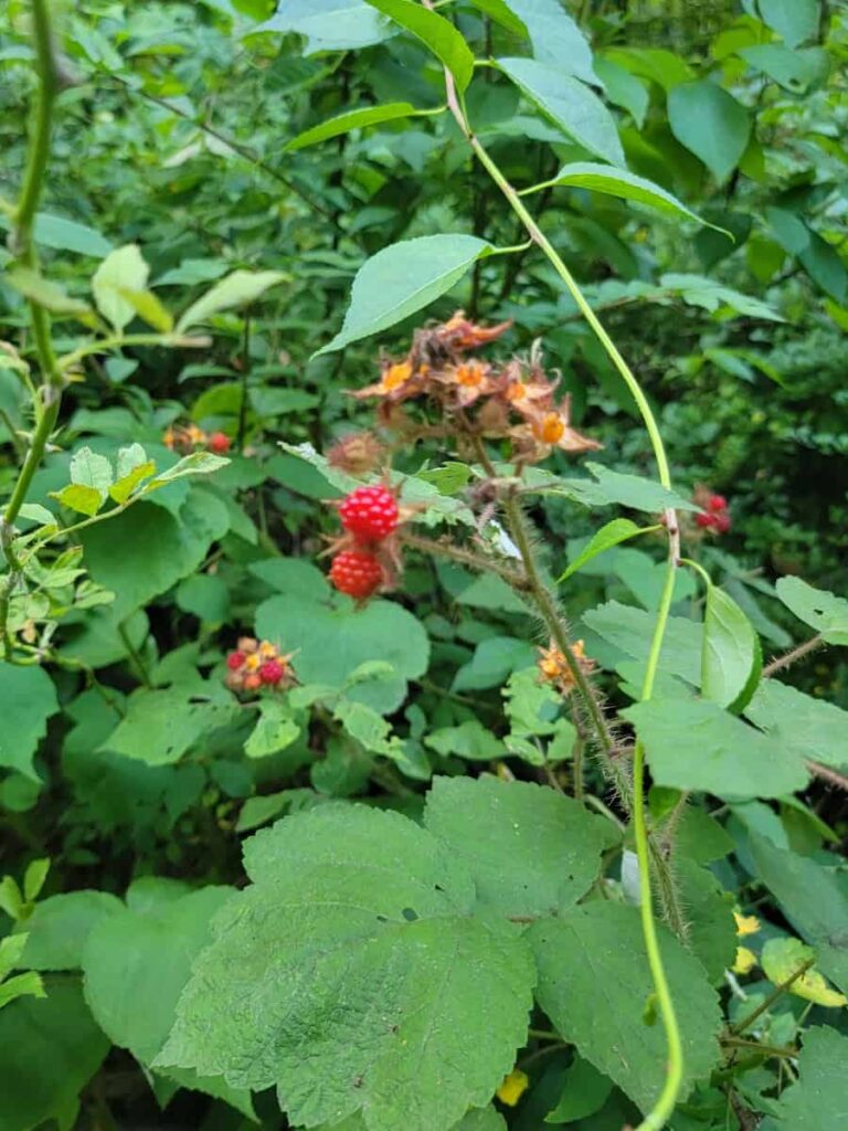 Looking at a red wineberries on a wineberry vine