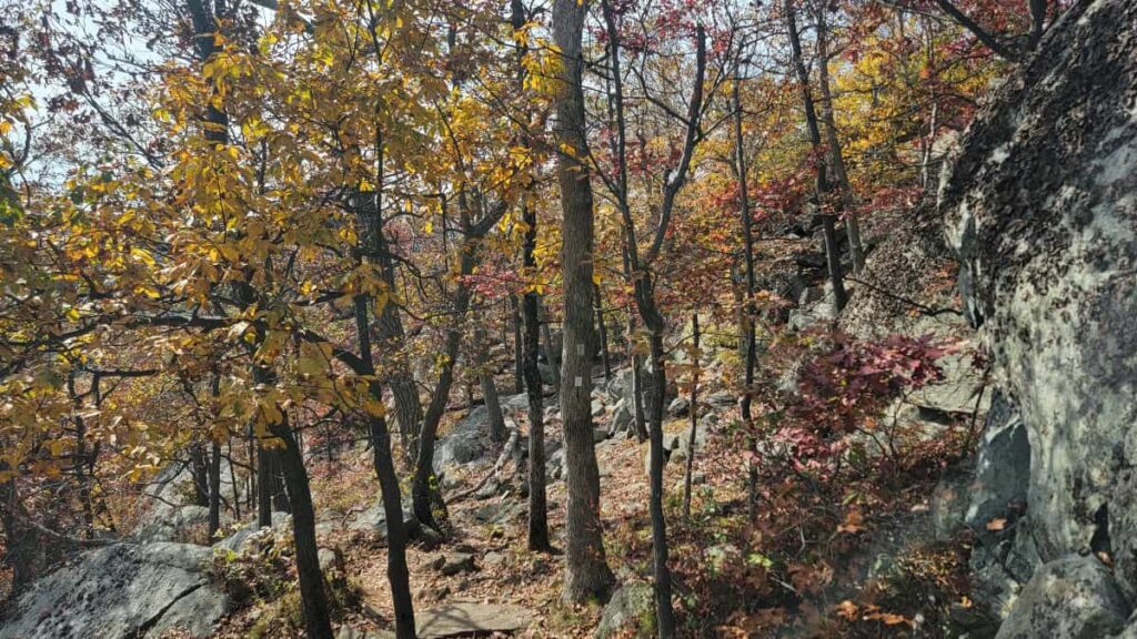 A hiking trail winds through trees and past large rocks