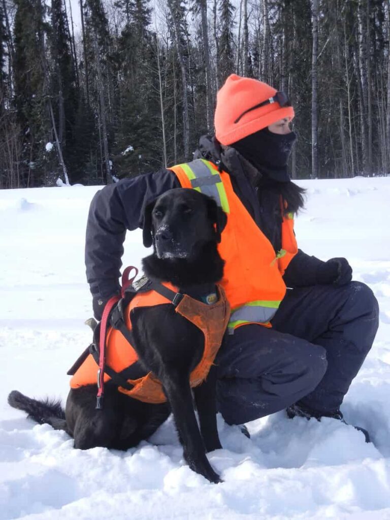 A woman sits in snow on a trail with her black lab, both are wearing bright orange safety vests