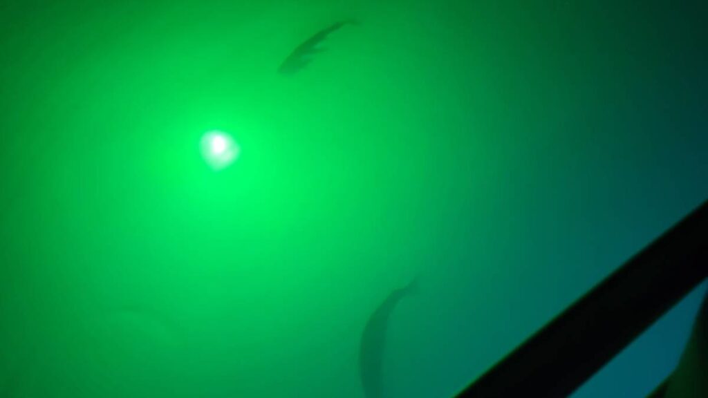 a green light illuminates the water in the cave, allowing boaters to see fish swimming inside