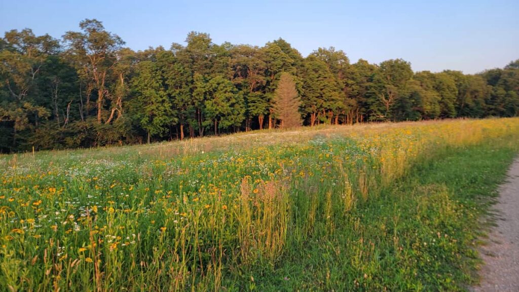 wildflowers line the flat gravel trail to the scenic view in Laurel Hill State Park